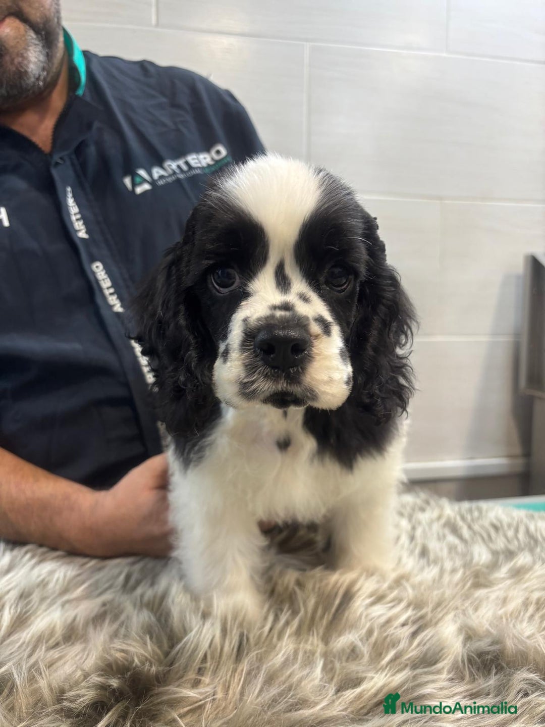 Cocker Spaniel Americano perros en venta: Cocker Americano. Top lines - Imagen 6