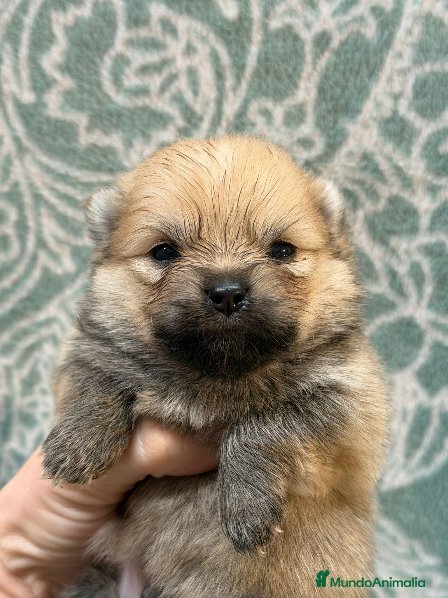 Pomerania perros POMERANIA - Anuncio 1