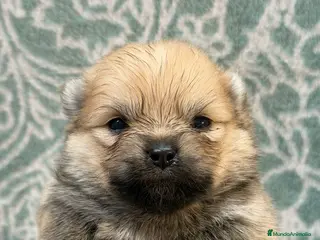 Pomerania perros POMERANIA - Anuncio 1