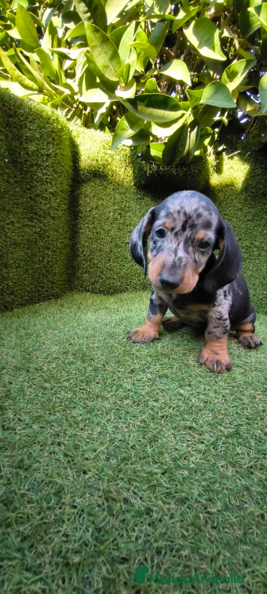Teckel Miniatura perros en venta: teckel miniatura arlequín  y chocolates  - Anuncio 2