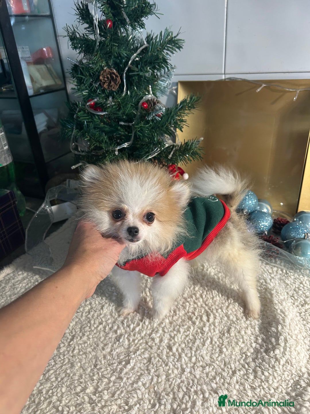 Pomerania perros en venta: Pomerania  - Anuncio 1