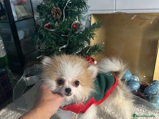 Pomerania perros Pomerania - Anuncio 2