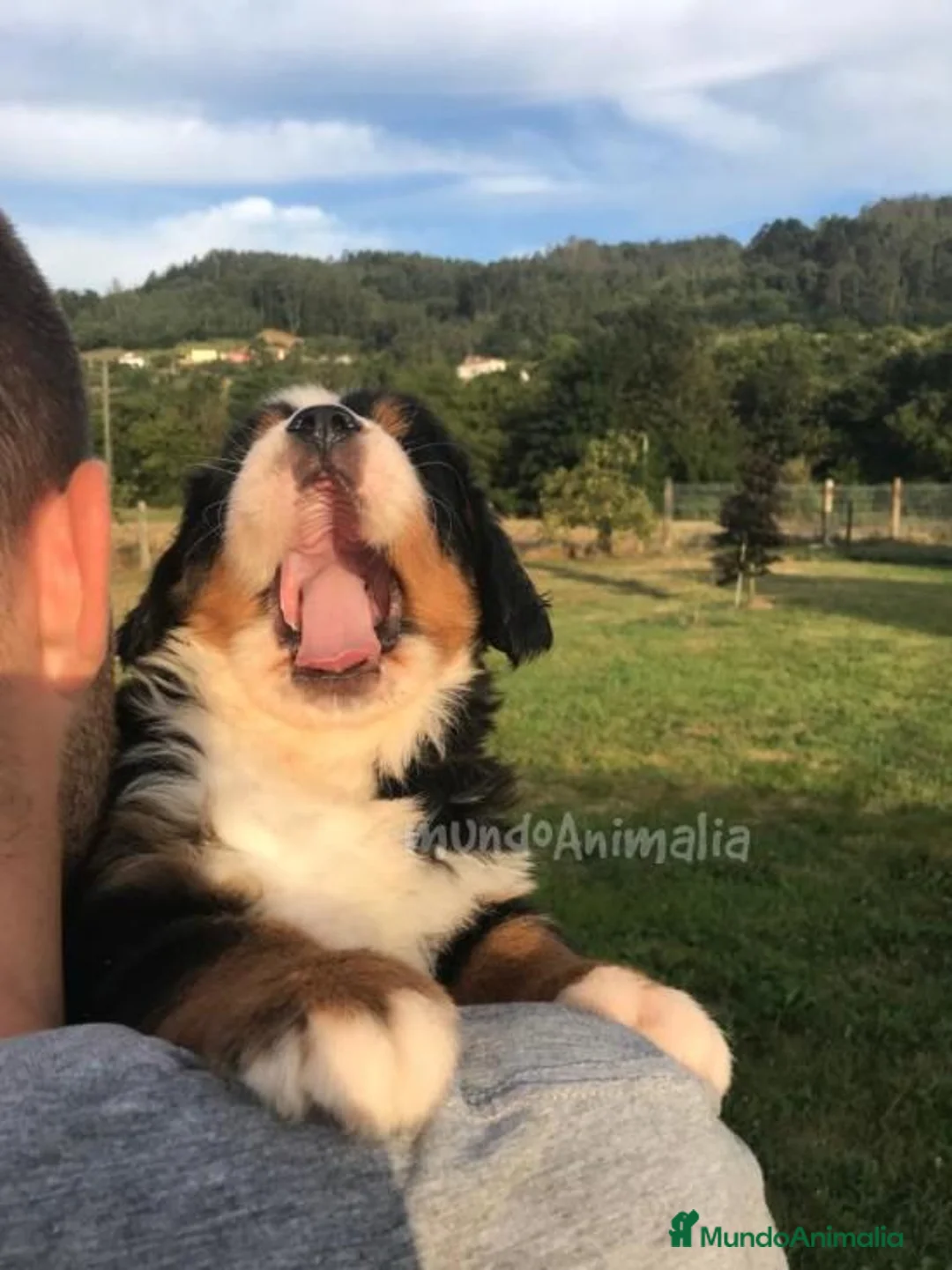 Imagen de galería {{count}}