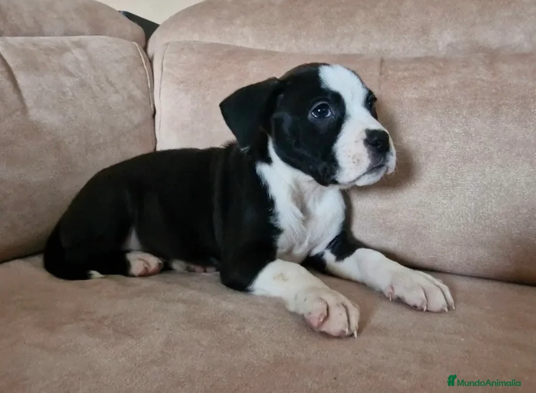 American Staffordshire-Terrier perros en venta: Últimas hembras disponible para entregar en Alicante - Anuncio 2