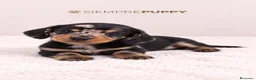 Teckel Miniatura perros en venta: CACHORRITOS TECKEL MINI ARLEQUÍN - Anuncio 1