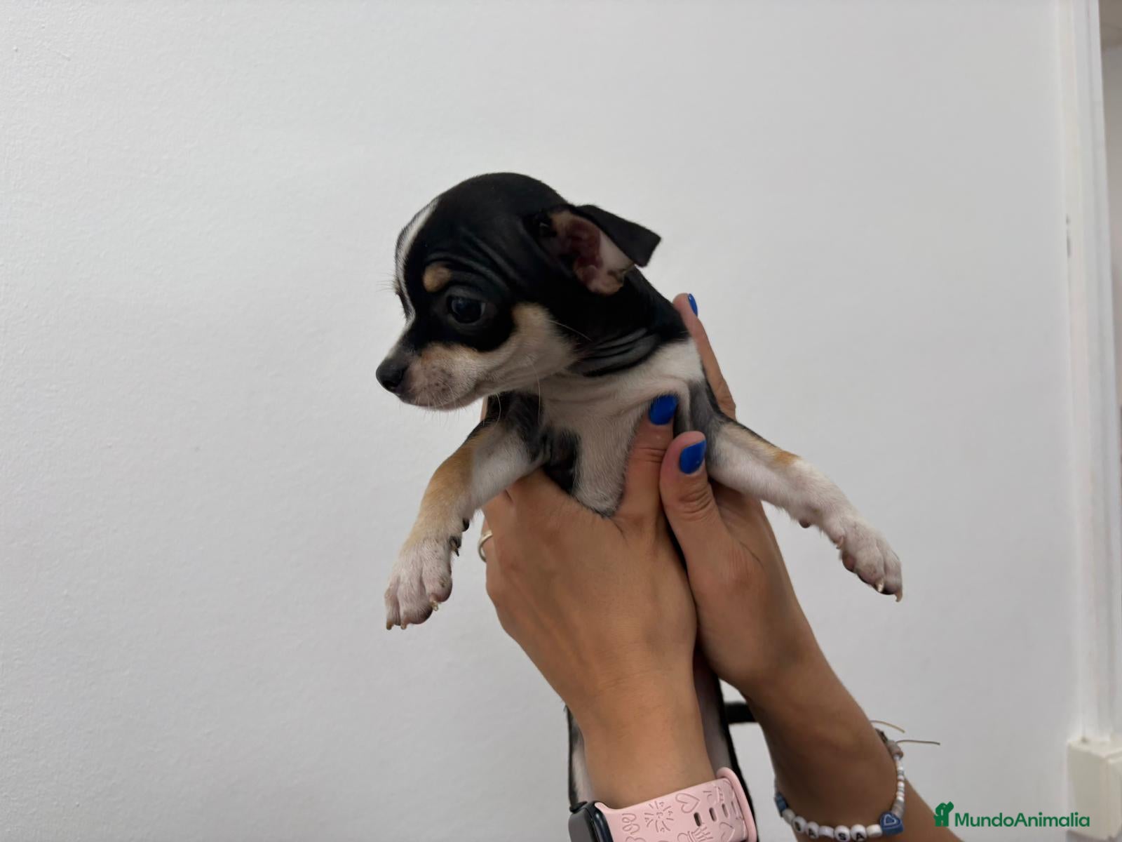 Chihuahua perros Chihuahua, blue, tricolor macho y hembra  - Anuncio 2