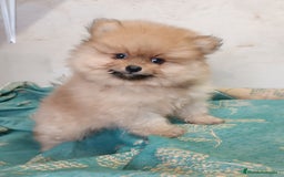 Pomerania perros en venta: PRECIOSO MACHITO POMERANIA - Imagen 1