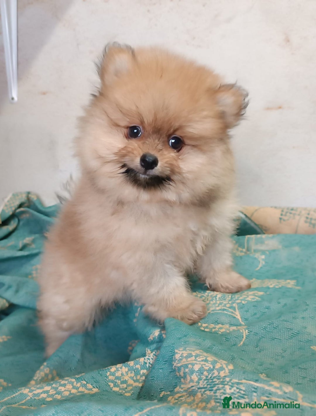 Pomerania perros en venta: PRECIOSO MACHITO POMERANIA - Imagen 1