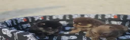 Pomerania perros en venta: Cachorritos pomerania - Anuncio 3
