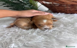 Maltipoo perros en venta: MALTIPOO MACHOS - Imagen 18