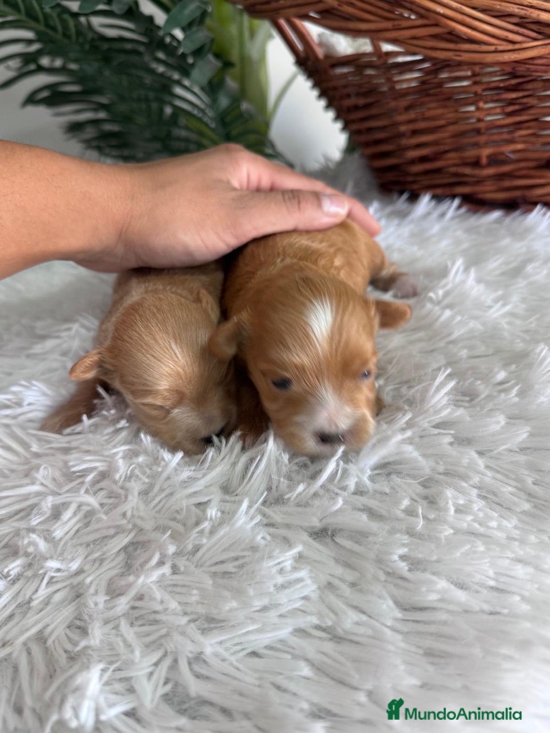 Maltipoo perros en venta: MALTIPOO MACHOS - Imagen 18