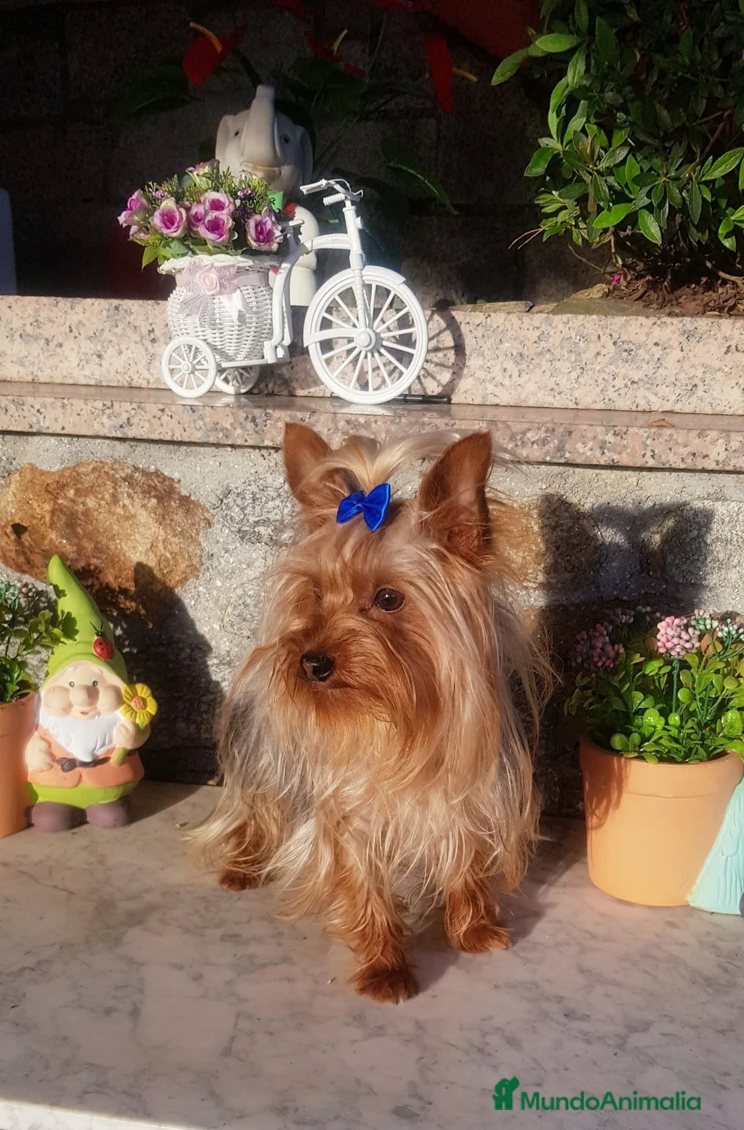 Yorkshire Terrier perros en venta: Yorkshire  - Anuncio 2