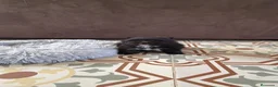 Pomerania perros en venta: pomerania  - Anuncio 9