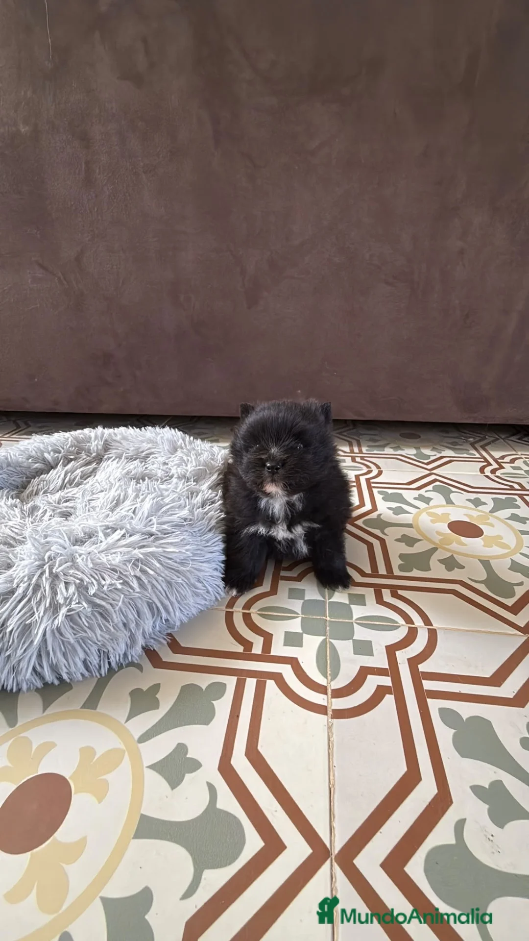Pomerania perros en venta: pomerania  - Anuncio 9