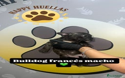 Bulldog Francés perros en venta: Cachorros Bulldog Francés – Machos - Imagen 8