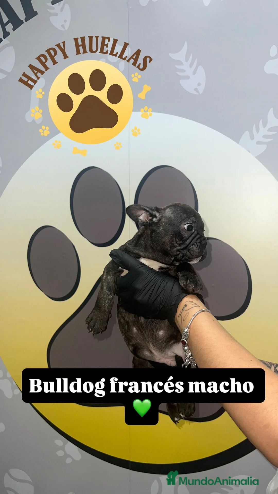 Bulldog Francés perros en venta: Cachorros Bulldog Francés – Machos - Anuncio 8