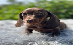 Teckel Miniatura perros en venta: Teckel chocolate - Imagen 3