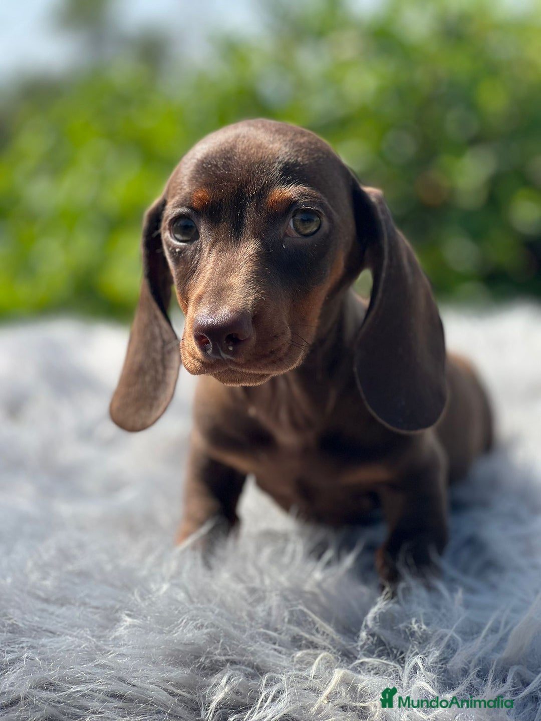 Teckel Miniatura perros en venta: Teckel chocolate - Imagen 3