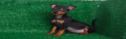Pinscher Miniatura perros en venta: Pincher miniatura  - Anuncio 1