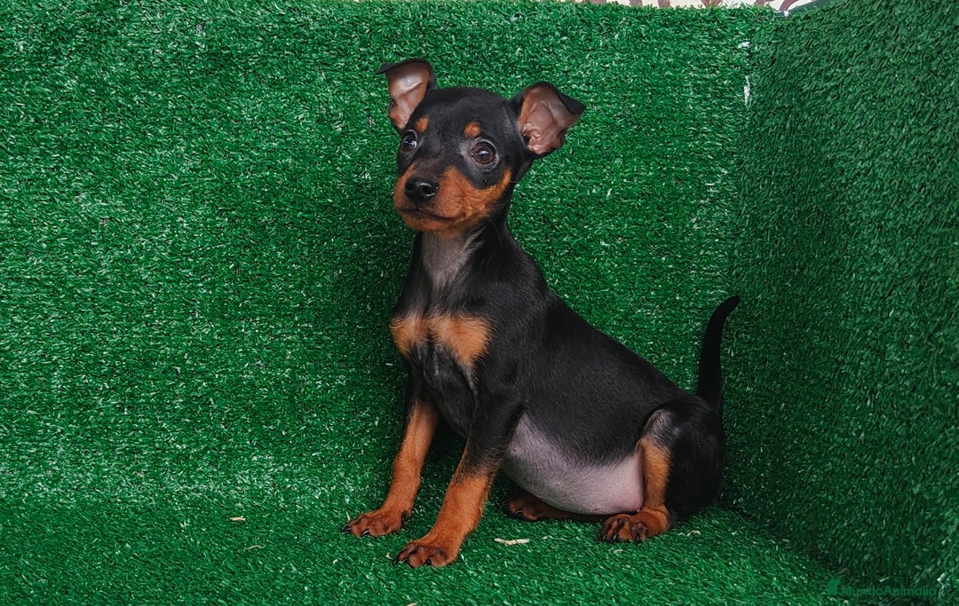 Pinscher Miniatura perros en venta: Pincher miniatura  - Anuncio 1