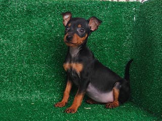 Pinscher Miniatura perros Pincher miniatura - Anuncio 2