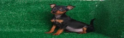 Pinscher Miniatura perros en venta: Pincher miniatura  - Anuncio 1