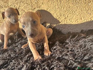 Pequeño Lebrel Italiano perros Piccolo lebrel italiano hembras - Anuncio 1