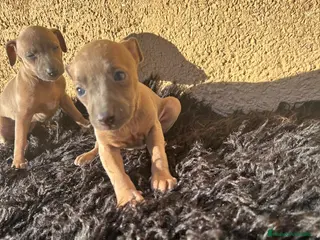 Pequeño Lebrel Italiano perros Piccolo lebrel italiano hembras - Anuncio 2