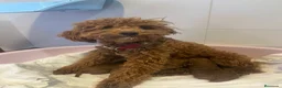 Caniche Toy perros en venta: ABRIMOS RESERVAS CANICHE ROJO en Barcelona - Anuncio 2