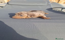 Teckel perros en venta: Teckels arlequin isabello  - Imagen 3