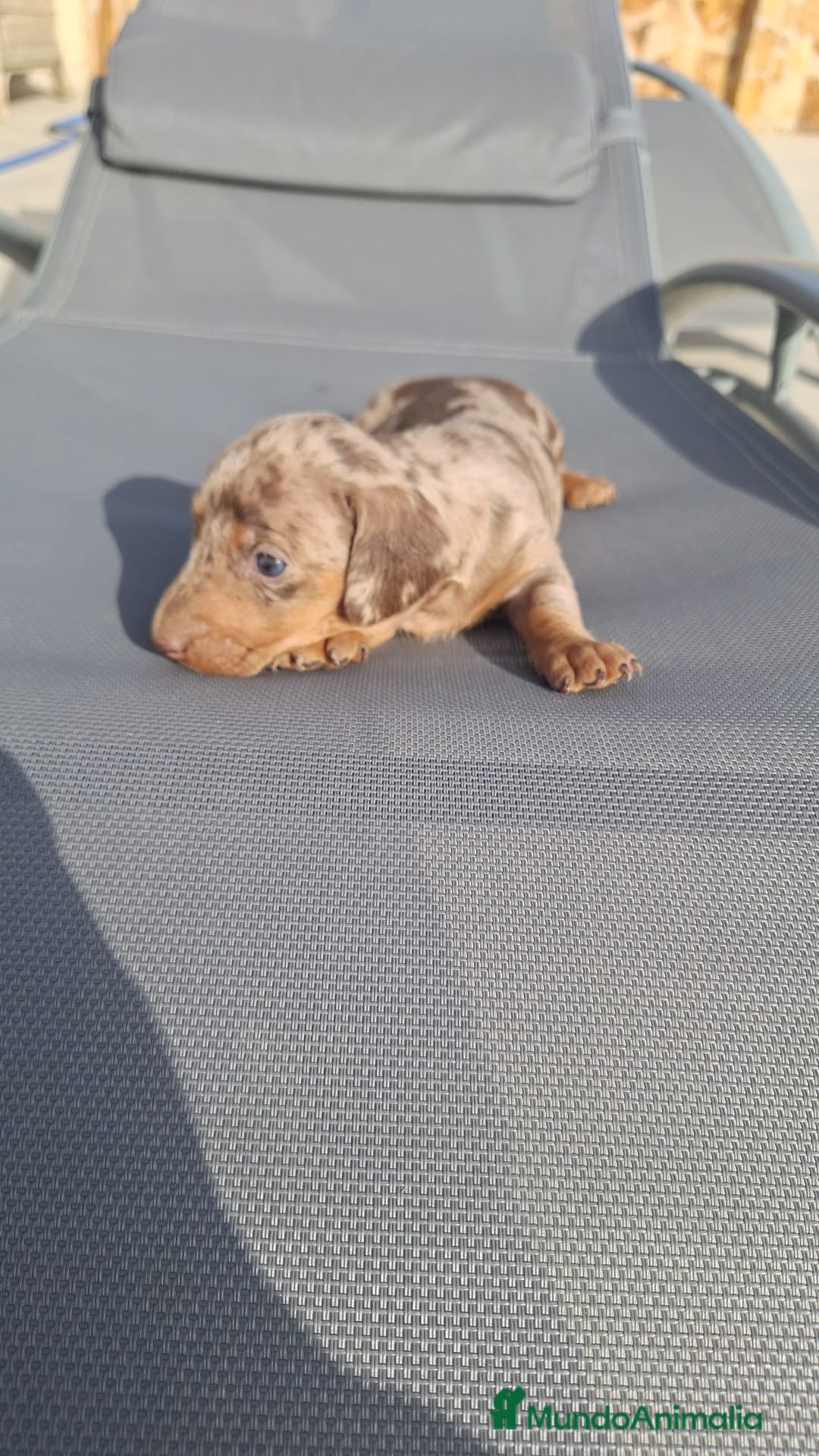 Teckel perros en venta: Teckels arlequin isabello  - Imagen 3