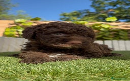 Perro de Agua Español perros en venta: PERRO DE AGUA HEMBRA - Imagen 14