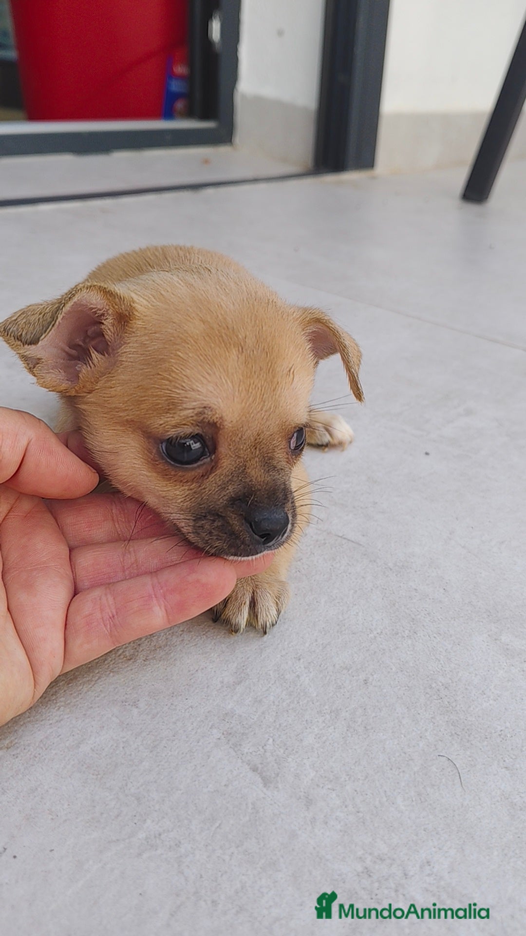 Chihuahua perros en venta: Chihuahua hembra crema  - Anuncio 1