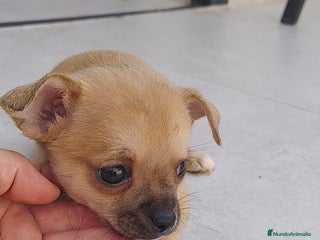 Chihuahua perros Chihuahua hembra crema - Anuncio 5
