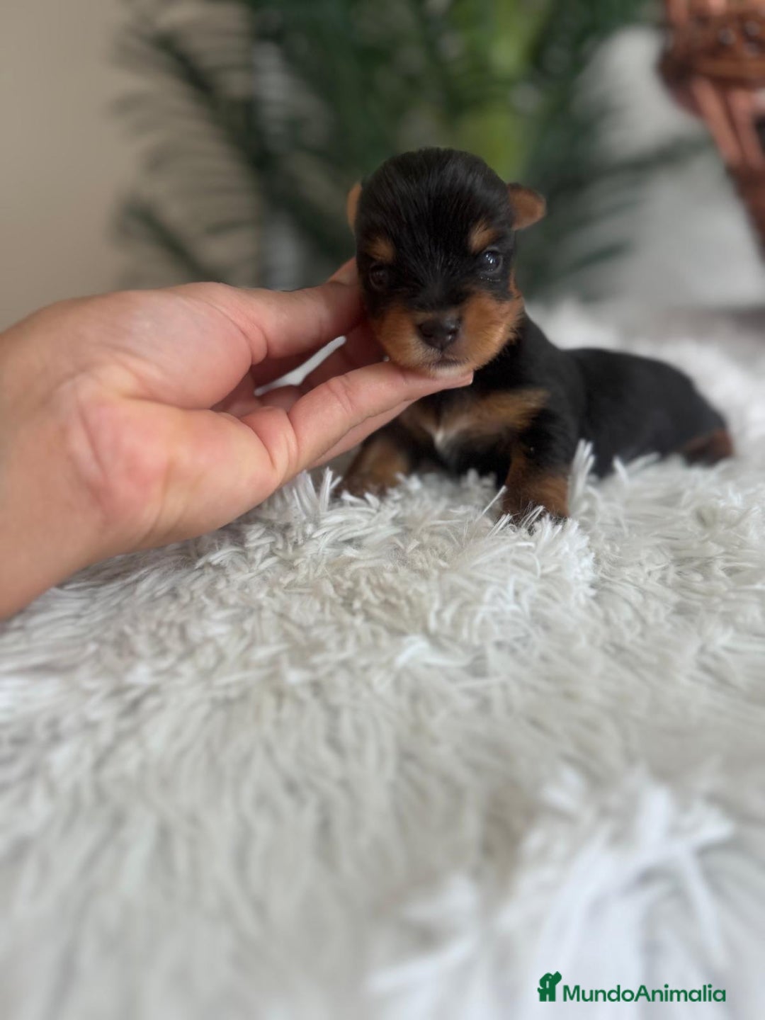 Yorkshire Terrier perros en venta: YORKSHIRE TERRIER - Imagen 12