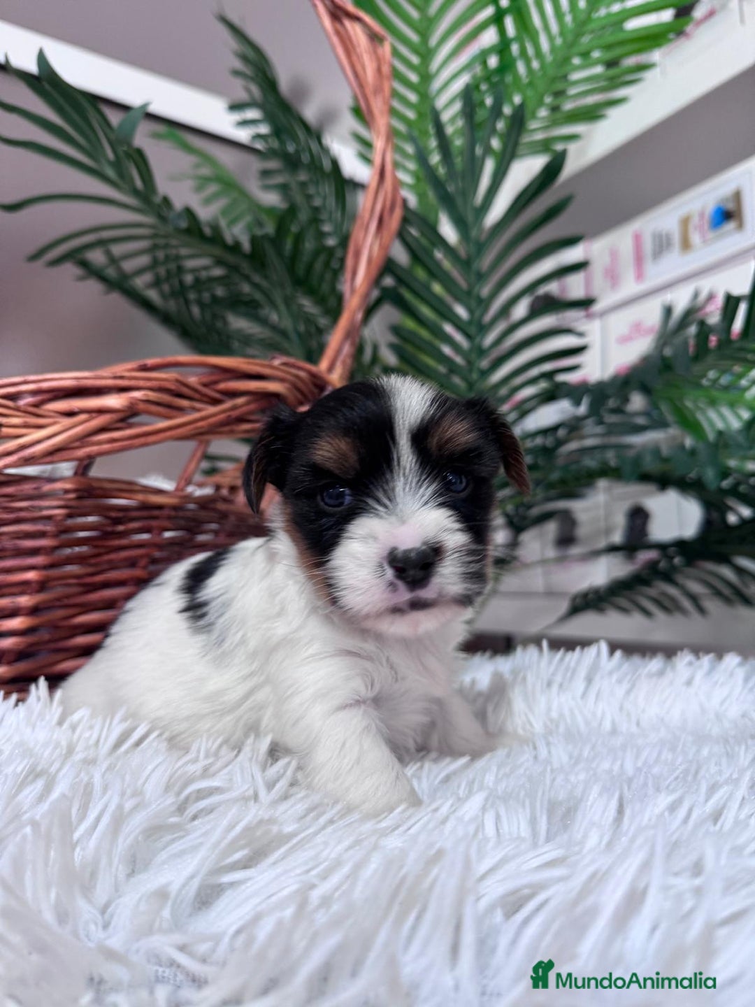 Yorkshire Terrier perros en venta: YORKSHIRE BIEWER - Anuncio 2