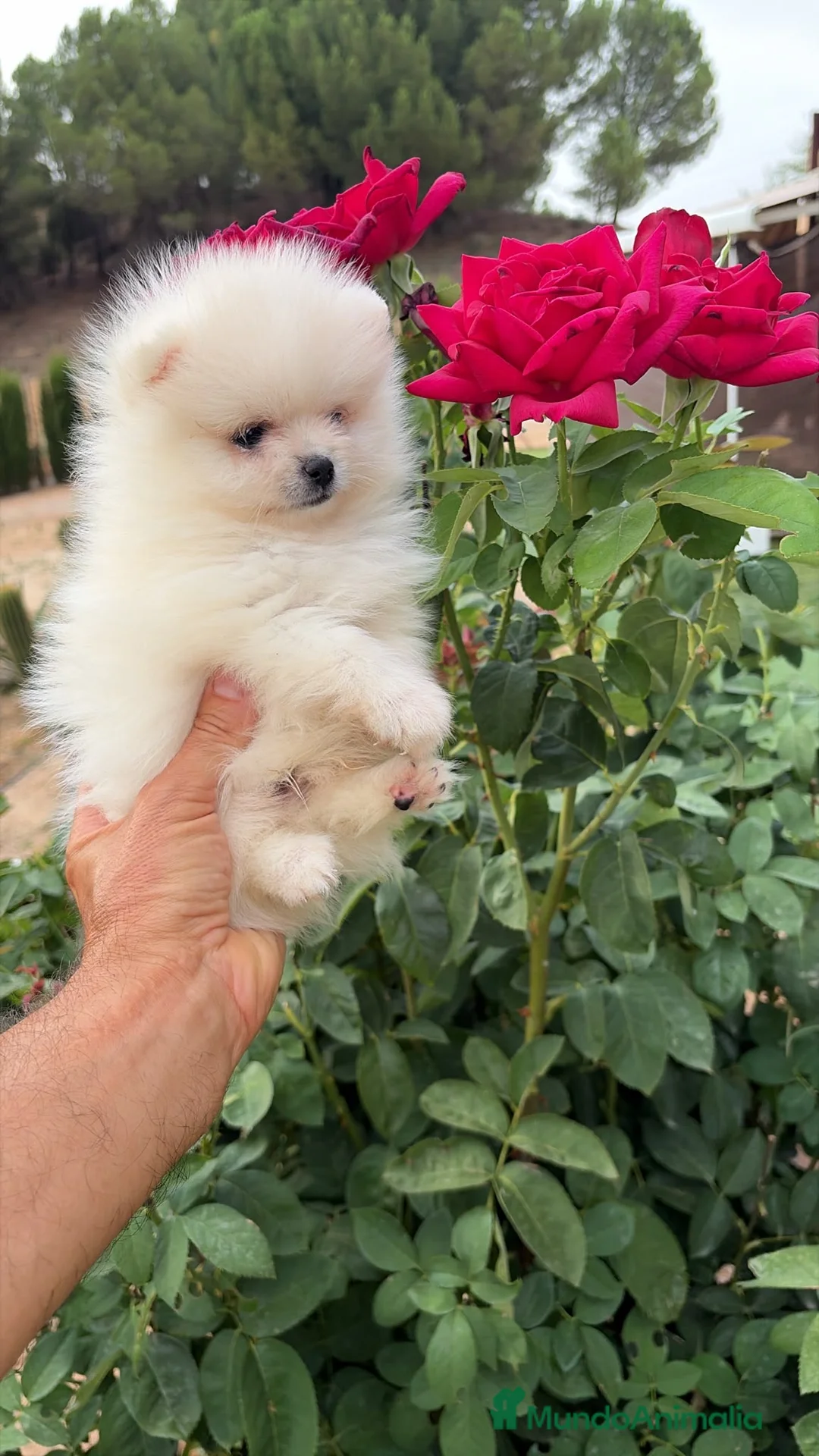 Pomerania perros en venta: Pomerania macho miniatura !!! - Anuncio 2