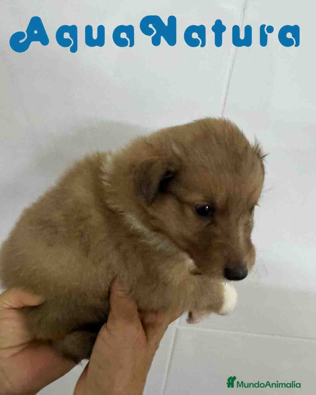 Perro Pastor de las Shetland perros en venta: Pastor de Shetland Macho 2 de Nana AQUANATURA - Anuncio 2