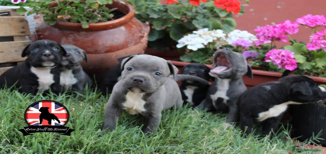 Imagen de galería {{count}}