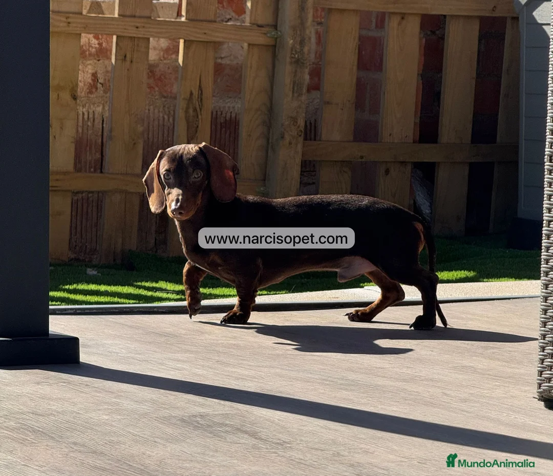 Teckel Miniatura perros en venta: TECKEL 5 MESES - Anuncio 5