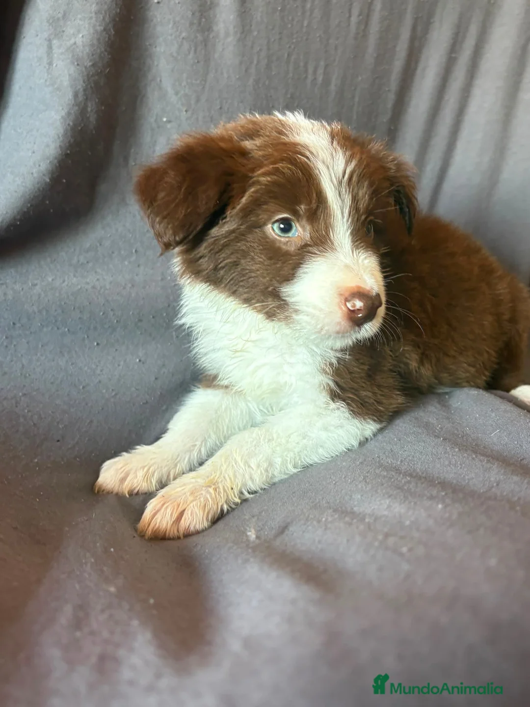 Border Collie perros en venta: BORDER COLLIE - Anuncio 12