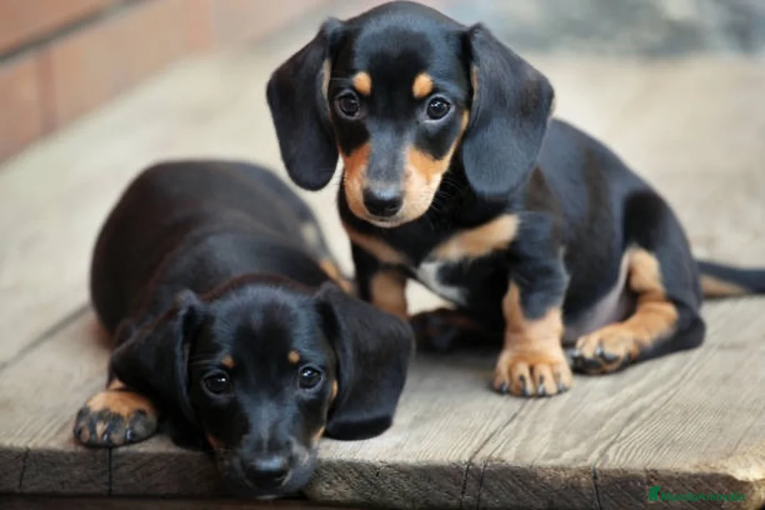 Teckel Miniatura perros en venta: TECKEL - CORDOBA  - Anuncio 1