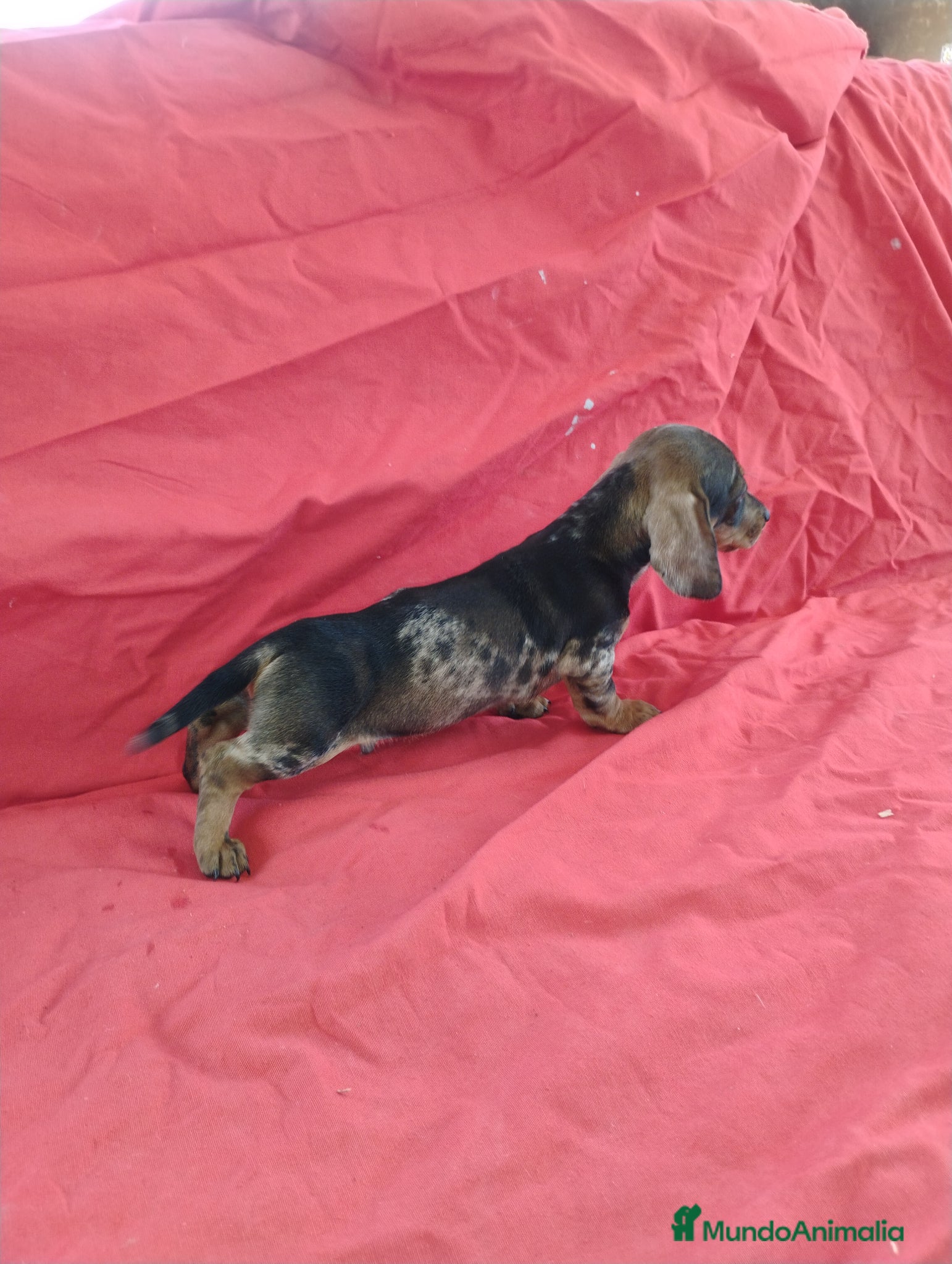 Teckel Miniatura perros Machito teckel arlequín  - Anuncio 1