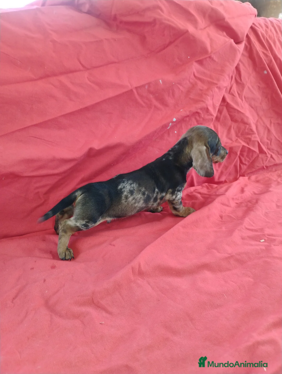 Teckel Miniatura perros en venta: Machito teckel arlequín  - Anuncio 1