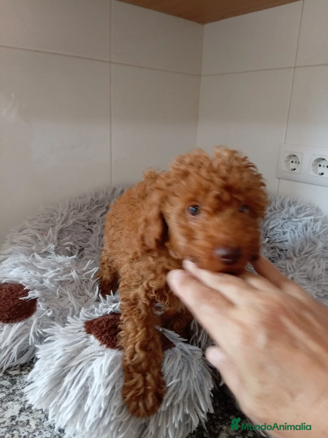 Caniche Toy perros en venta: Caniches toy  - Anuncio 2