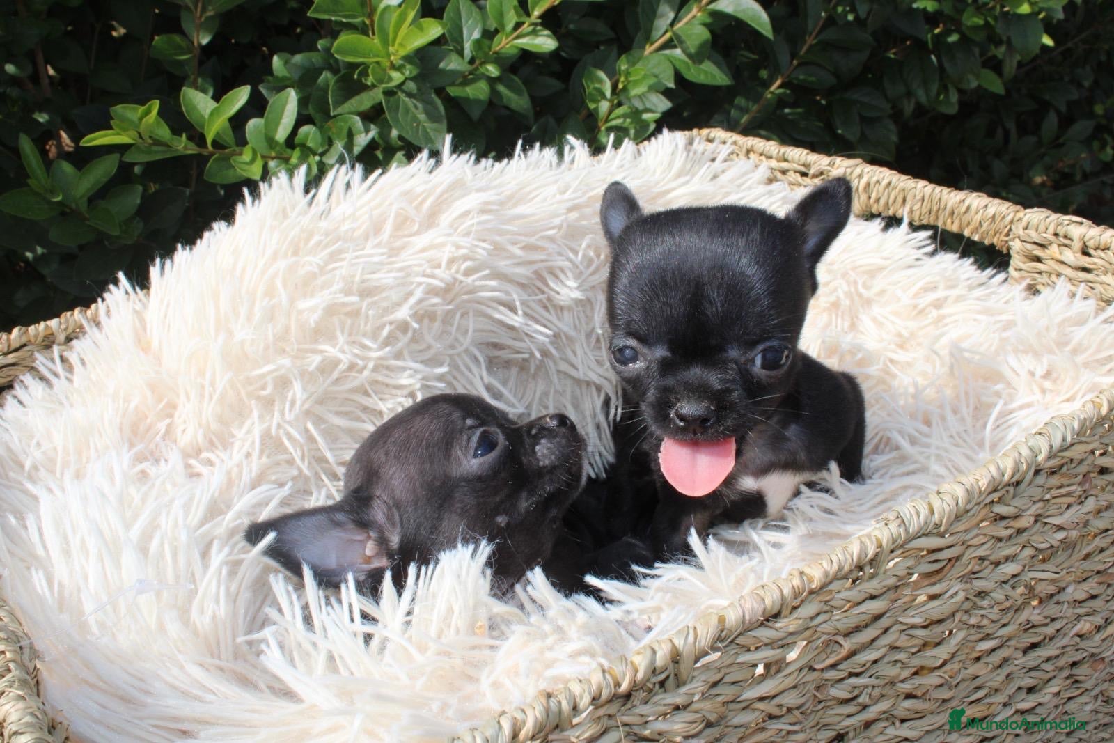 Chihuahua perros CACHORRITO CHIHUAHUA  - Anuncio 1