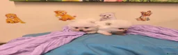 Pomerania perros en venta: Pomerania miniatura en mallorca - Anuncio 2
