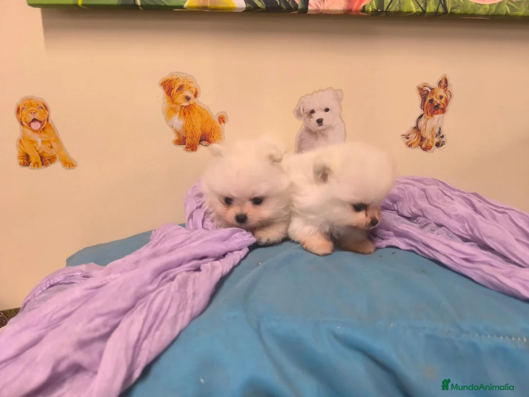 Pomerania perros en venta: Pomerania miniatura en mallorca - Anuncio 2