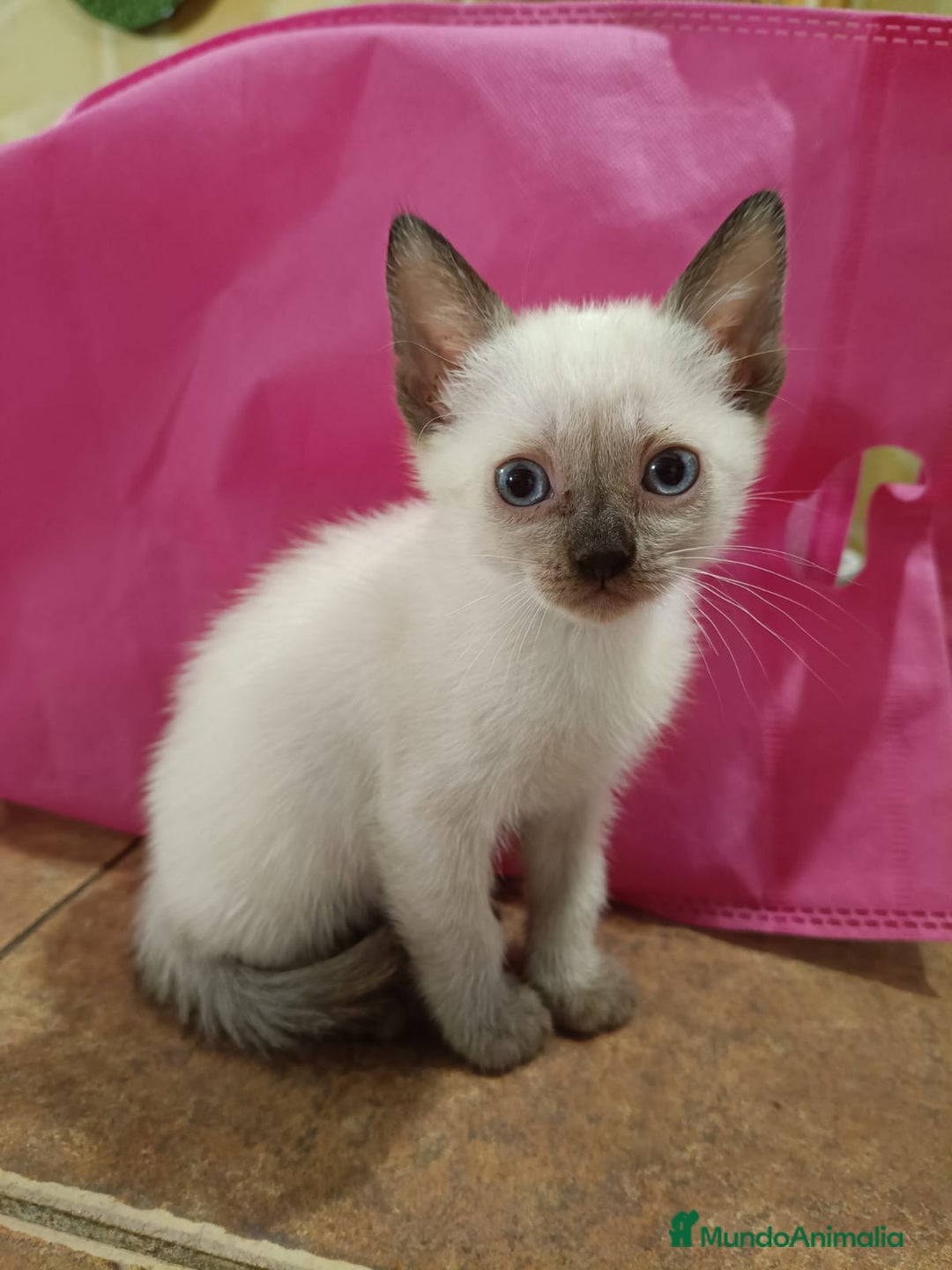 Siamés gatos en venta: Siamés  - Imagen 2
