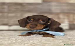 Teckel perros en venta: TECKEL MINIATURA Y KANINCHEN  - Imagen 9